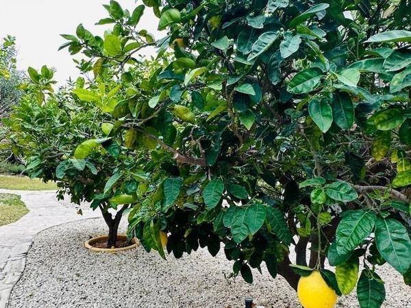 4 bedroom detached house for sale aphrodite hills paphos 1681292 image 4374420