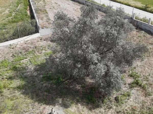 4 bedroom detached house for sale lympia nicosia 1742592 image 5847282