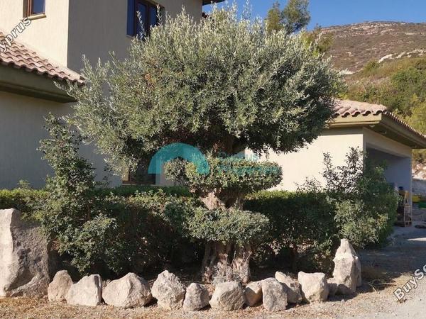 5 bedroom detached house for sale akrounta limassol 922033 image 15704652