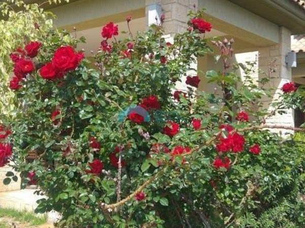 5 bedroom detached house for sale akrounta limassol 922033 image 15704685