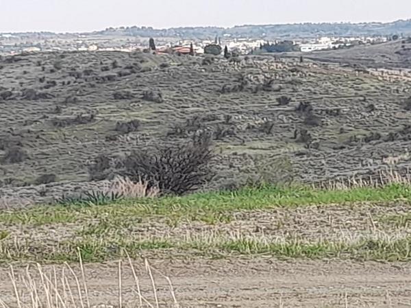 land for sale mitsero nicosia 1589133 image 16176784