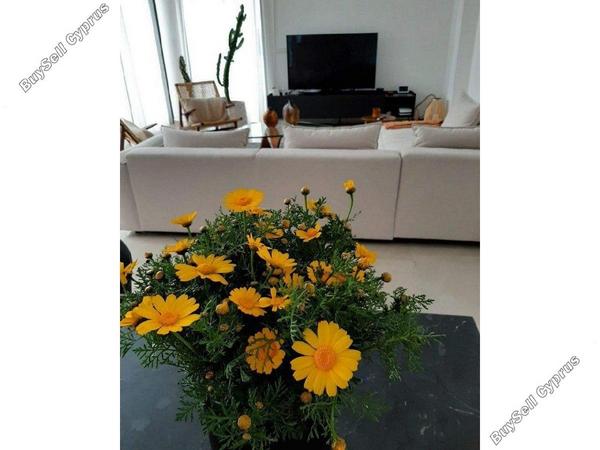 4 bedroom detached house for sale agios athanasios limassol 1587043 image 5341882