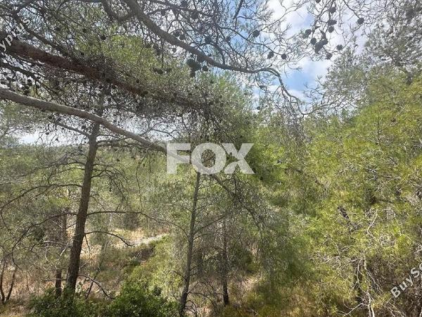 land for sale foinikaria limassol 1395543 image 5609556