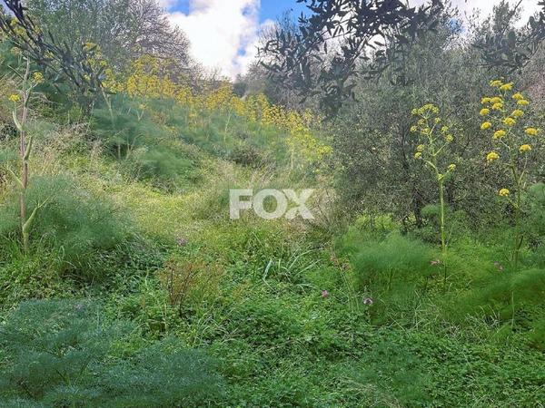 land for sale tremithousa paphos 1160943 image 10031689