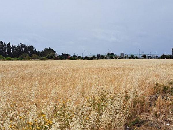 land for sale geroskipou paphos 8395963 image 14822599