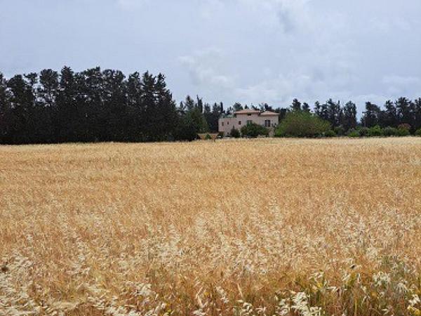 land for sale geroskipou paphos 8395963 image 14822600