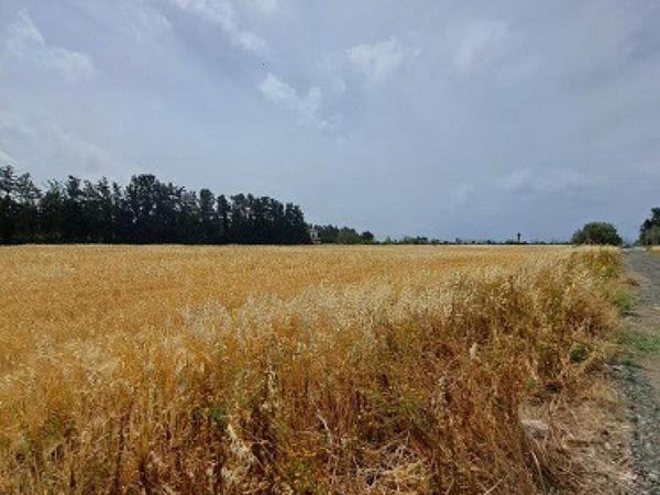 land for sale geroskipou paphos 8395963 image 14822604