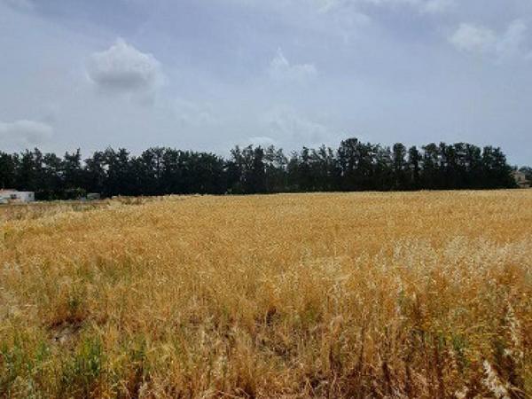 land for sale geroskipou paphos 8395963 image 14822605