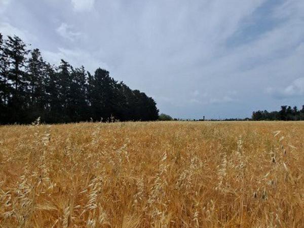 land for sale geroskipou paphos 8395963 image 14822606