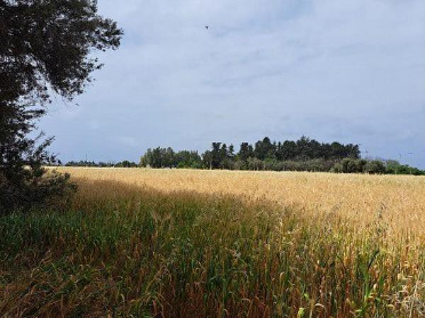 land for sale geroskipou paphos 8395963 image 14822607