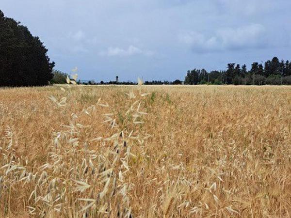 land for sale geroskipou paphos 8395963 image 14822608
