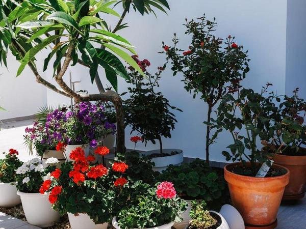 4 bedroom detached house for rent dekeleia larnaca 8791373 image 16674194
