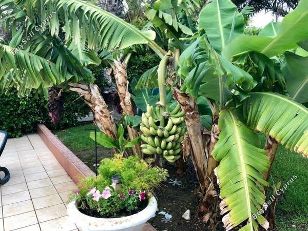 5 bedroom detached house for sale pervolia larnaca 8537373 image 16794851