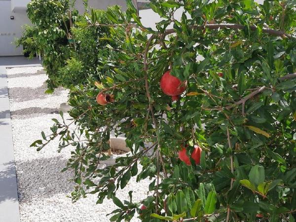 4 bedroom detached house sold kato deftera nicosia 8741773 image 16396768