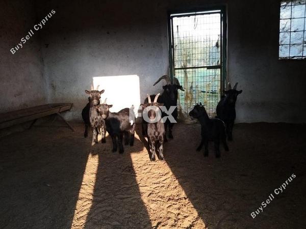 land for sale moni limassol 1335693 image 12975132