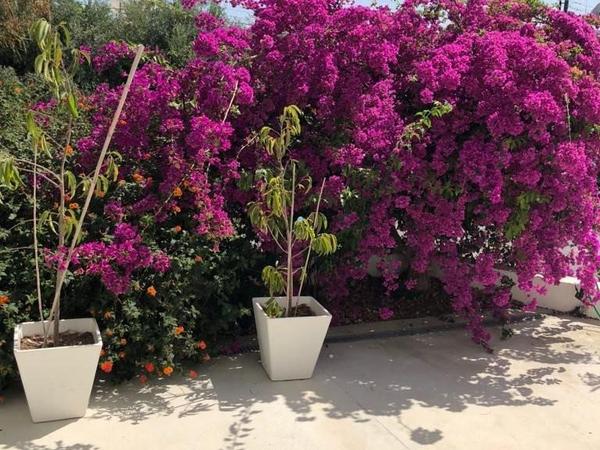 4 bedroom detached house for sale faneromeni larnaca 1829793 image 6448297
