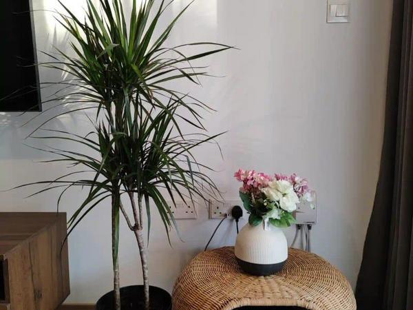 studio apartment for rent mouttagiaka limassol 1679793 image 16341193