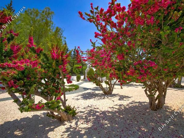 5 bedroom detached house for sale kouklia pafou paphos 1850334 image 12870563
