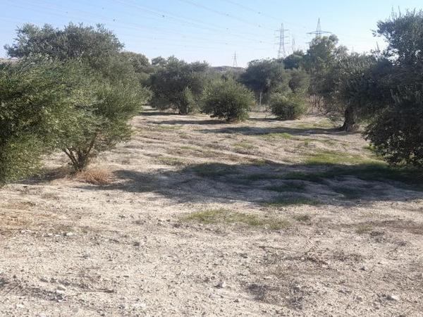 land for sale alampra nicosia 1062054 image 16162390