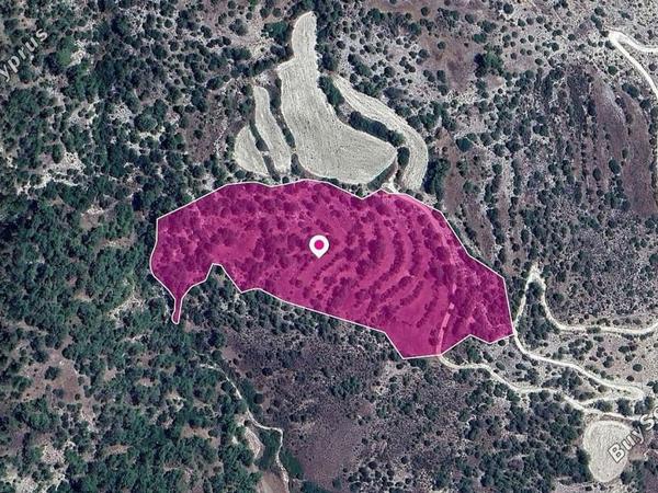 land for sale amargeti paphos 8396064 image 14901434
