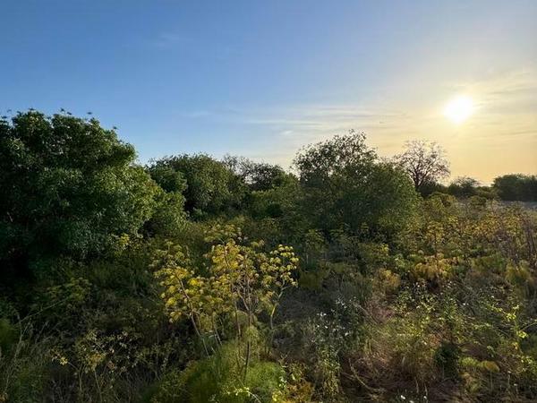 land for sale mesogi paphos 1335974 image 2475371
