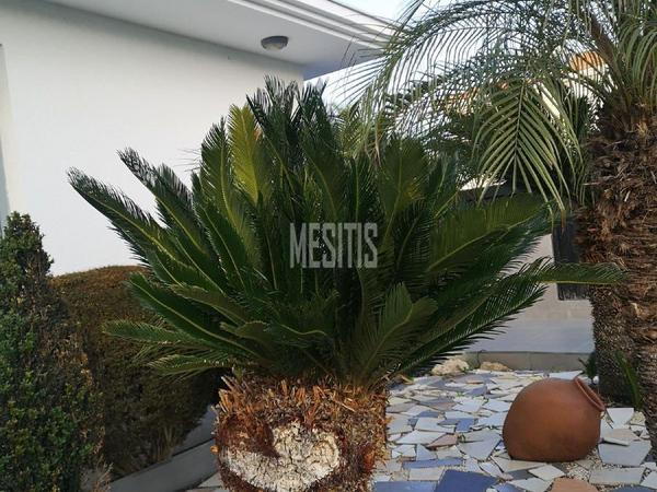 3 bedroom detached house for sale latsia nicosia 1135294 image 15224902