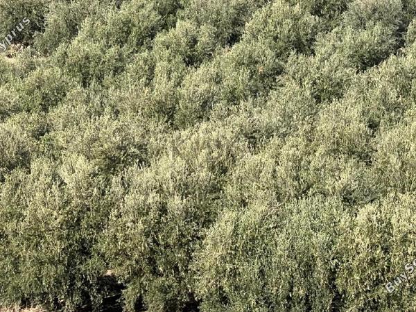 land for sale dali nicosia 1219405 image 5826749