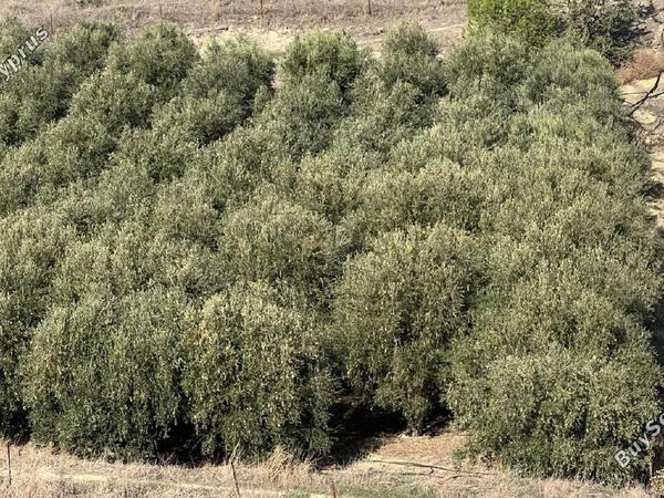 land for sale dali nicosia 1219405 image 5826753