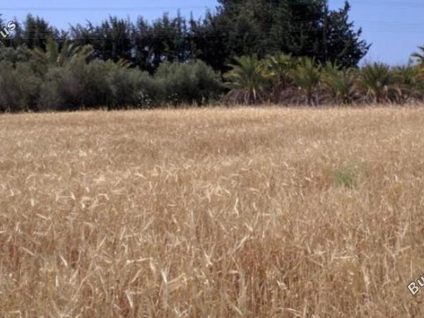 land for sale kouklia pafou paphos 8395315 image 14818344