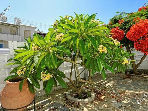 2 bedroom ground floor apartment for sale protaras famagusta 1426125 image 5648087