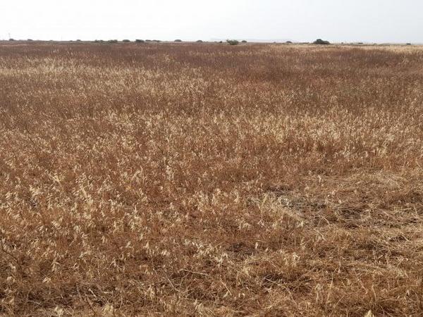 land for sale kokkinotrimithia nicosia 1788735 image 16168853