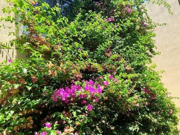 2 bedroom maisonette for sale potamos germasogeias limassol 1892345 image 15852623