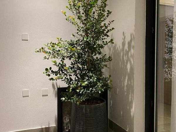 2 bedroom penthouse for rent mesa gitonia limassol 8076455 image 14619407