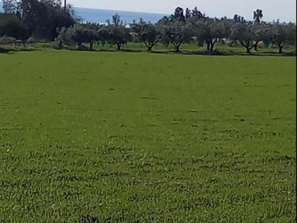 plot for sale timi paphos 8325575 image 15093872