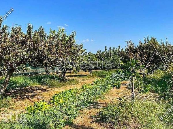 3 bedroom detached house for sale maroni larnaca 8772095 image 16593890