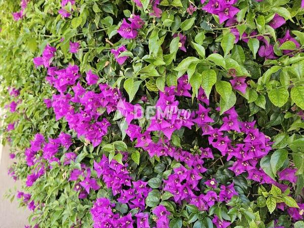 2 bedroom apartment for sale kato paphos universal paphos 7812195 image 10637864