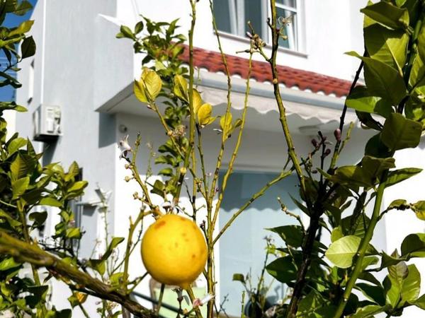 4 bedroom detached house for rent peyia paphos 8574695 image 16032957