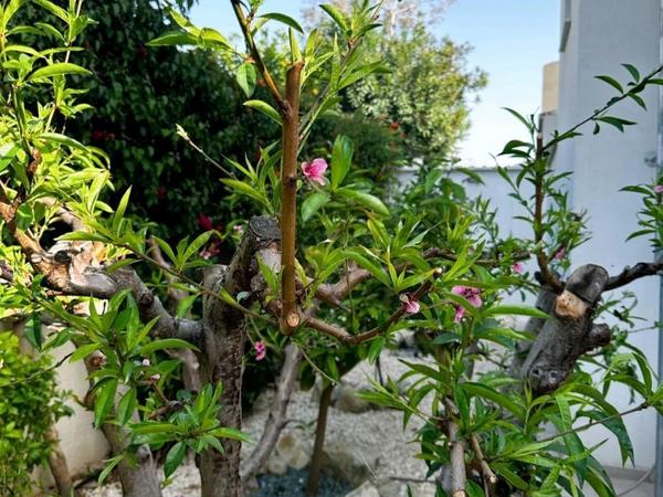 4 bedroom detached house for rent peyia paphos 8574695 image 16032958