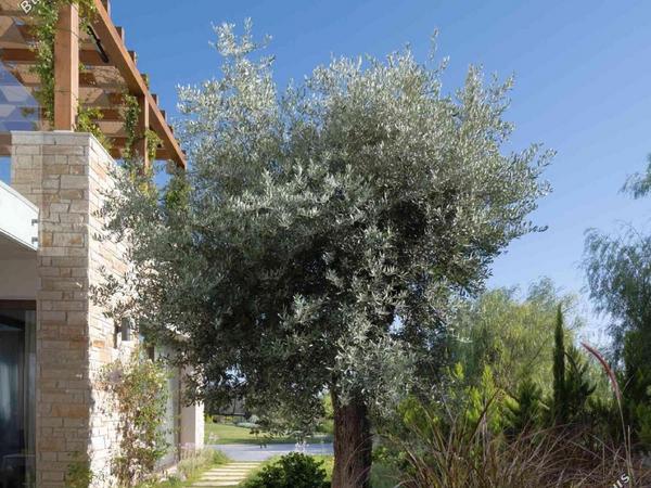 3 bedroom detached house for sale coral bay paphos 1290995 image 6183506