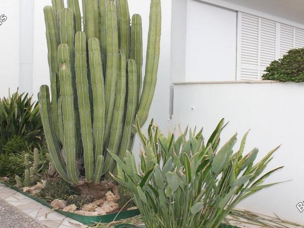 4 bedroom detached house for sale aglantzia nicosia 1592206 image 16161330