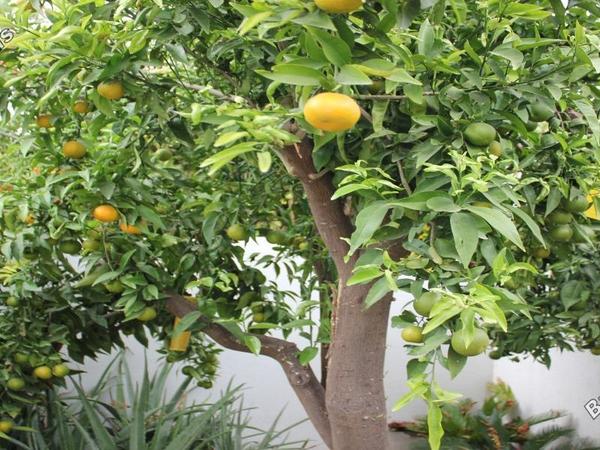 4 bedroom detached house for sale aglantzia nicosia 1592206 image 16242793