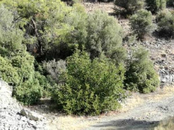 land for sale foinikaria limassol 8676316 image 16076209