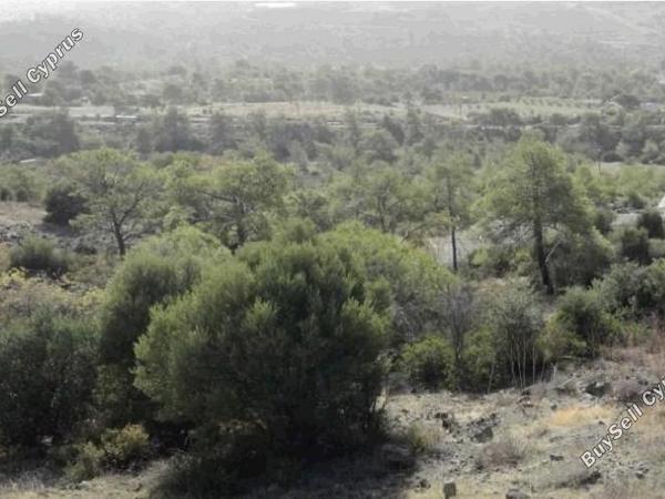 land for sale foinikaria limassol 8676316 image 16076211