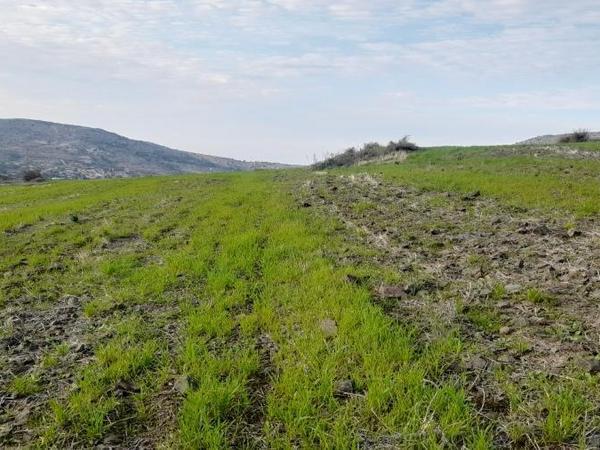 land for sale mitsero nicosia 1589136 image 16176845