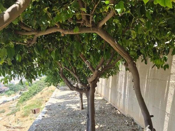 2 bedroom apartment for rent panthea limassol 8893076 image 17650717