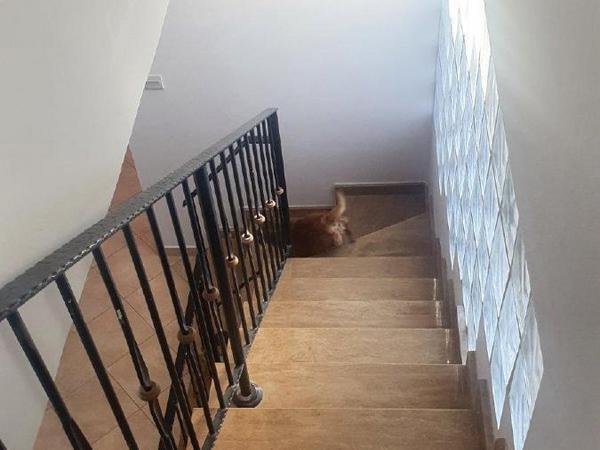 3 bedroom detached house for sale dali nicosia 1072086 image 16162996