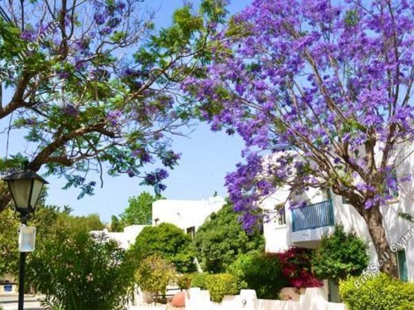2 bedroom apartment for sale paphos municipality paphos 8203386 image 13702013