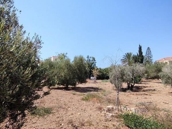 3 bedroom detached house for sale maroni larnaca 1819217 image 6328901