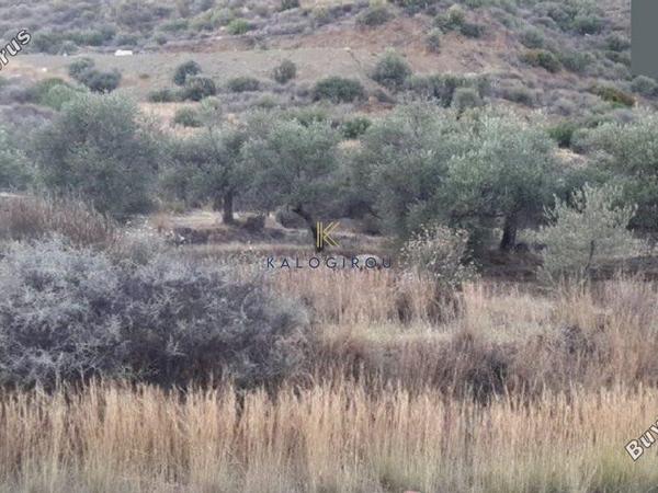 land for sale ora larnaca 1196417 image 5595874