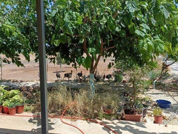 plot for sale neo chorio paphos 8237417 image 14228824